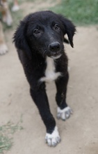 MONTY, Hund, Mischlingshund in Griechenland - Bild 1