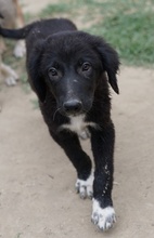 MONTY, Hund, Mischlingshund in Griechenland - Bild 2
