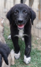 MONTY, Hund, Mischlingshund in Griechenland - Bild 5