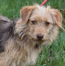ANNE, Hund, Mischling in Ungarn - Bild 1