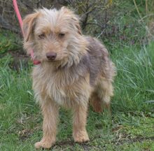 ANNE, Hund, Mischling in Ungarn - Bild 2