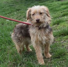 ANNE, Hund, Mischling in Ungarn - Bild 3