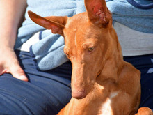 CIRO, Hund, Pharaonenhund in Winklarn - Bild 1
