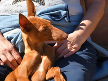 CIRO, Hund, Pharaonenhund in Winklarn - Bild 2