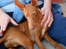 CIRO, Hund, Pharaonenhund in Winklarn - Bild 3