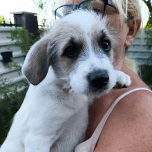 BOSCO, Hund, Mischlingshund in Rumänien - Bild 1
