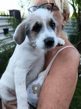 BOSCO, Hund, Mischlingshund in Rumänien - Bild 2