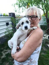 BOSCO, Hund, Mischlingshund in Rumänien - Bild 3
