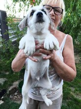 BOSCO, Hund, Mischlingshund in Rumänien - Bild 4
