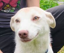 LUNA, Hund, Mischlingshund in Slowakische Republik - Bild 1