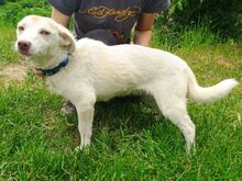 LUNA, Hund, Mischlingshund in Slowakische Republik - Bild 2