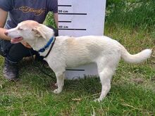 LUNA, Hund, Mischlingshund in Slowakische Republik - Bild 5