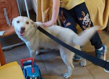LUNA, Hund, Mischlingshund in Slowakische Republik - Bild 7