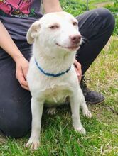LUNA, Hund, Mischlingshund in Slowakische Republik - Bild 8