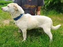 LUNA, Hund, Mischlingshund in Slowakische Republik - Bild 9