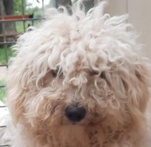 FLO, Hund, Puli Mix in Ungarn - Bild 1