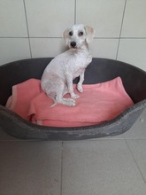 FLO, Hund, Puli Mix in Ungarn - Bild 3