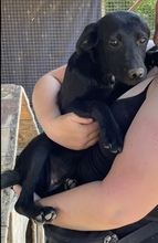MIA, Hund, Mischlingshund in Ungarn - Bild 4