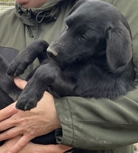 MIA, Hund, Mischlingshund in Ungarn - Bild 6