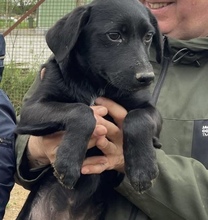 MIA, Hund, Mischlingshund in Ungarn - Bild 7