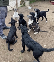 MIA, Hund, Mischlingshund in Ungarn - Bild 8
