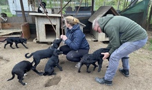 MIA, Hund, Mischlingshund in Ungarn - Bild 9