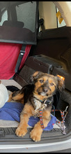 NENA, Hund, Yorkie Mischling in Neuwied - Bild 1