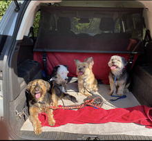 NENA, Hund, Yorkie Mischling in Neuwied - Bild 2