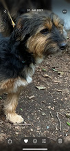 NENA, Hund, Yorkie Mischling in Neuwied - Bild 3