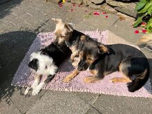NENA, Hund, Yorkie Mischling in Neuwied - Bild 4