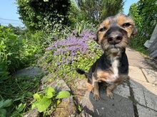 NENA, Hund, Yorkie Mischling in Neuwied - Bild 8