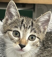 EMMILOU, Katze, Hauskatze in Ungarn - Bild 1