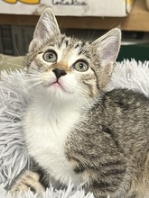 EMMILOU, Katze, Hauskatze in Ungarn - Bild 2