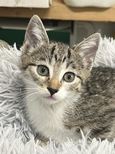 EMMILOU, Katze, Hauskatze in Ungarn - Bild 3