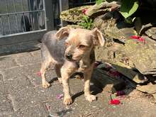 NANA, Hund, Yorkie-Mix in Neuwied - Bild 1