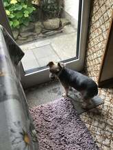 NANA, Hund, Yorkie-Mix in Neuwied - Bild 2