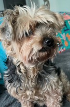 NANA, Hund, Yorkie-Mix in Neuwied - Bild 3
