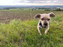 NANA, Hund, Yorkie-Mix in Neuwied - Bild 4