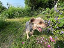 NANA, Hund, Yorkie-Mix in Neuwied - Bild 5