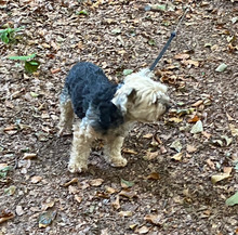 NANA, Hund, Yorkie-Mix in Neuwied - Bild 6
