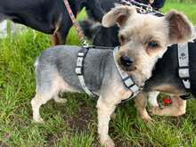 NANA, Hund, Yorkie-Mix in Neuwied - Bild 7