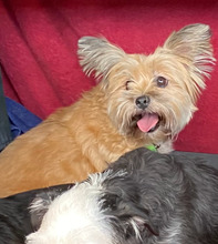 ELISA, Hund, Yorkie-Mix in Neuwied - Bild 1