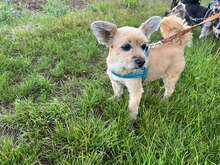 ELISA, Hund, Yorkie-Mix in Neuwied - Bild 2