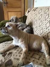 ELISA, Hund, Yorkie-Mix in Neuwied - Bild 3