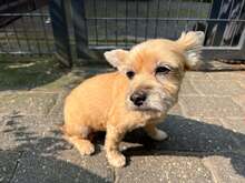 ELISA, Hund, Yorkie-Mix in Neuwied - Bild 4