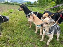 ELISA, Hund, Yorkie-Mix in Neuwied - Bild 5