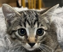 EMILY, Katze, Hauskatze in Ungarn - Bild 1