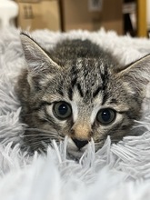 EMILY, Katze, Hauskatze in Ungarn - Bild 2