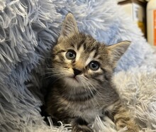 EMILY, Katze, Hauskatze in Ungarn - Bild 3