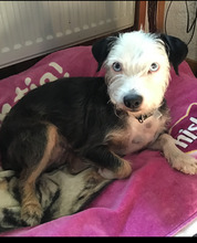 SAPHIRA, Hund, Mischlingshund mit Yorkie in Neuwied - Bild 1
